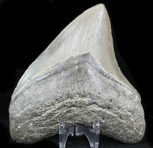 Nice, Serrated Megalodon Tooth - South Carolina #32938